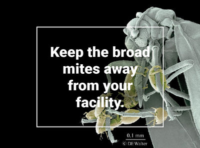 Keep the broad mites away from your facility.