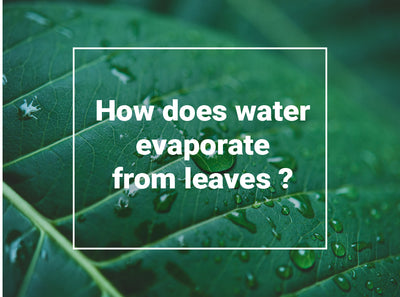 How does water evaporate from leaves?
