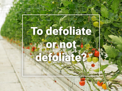 To defoliate or not defoliate?